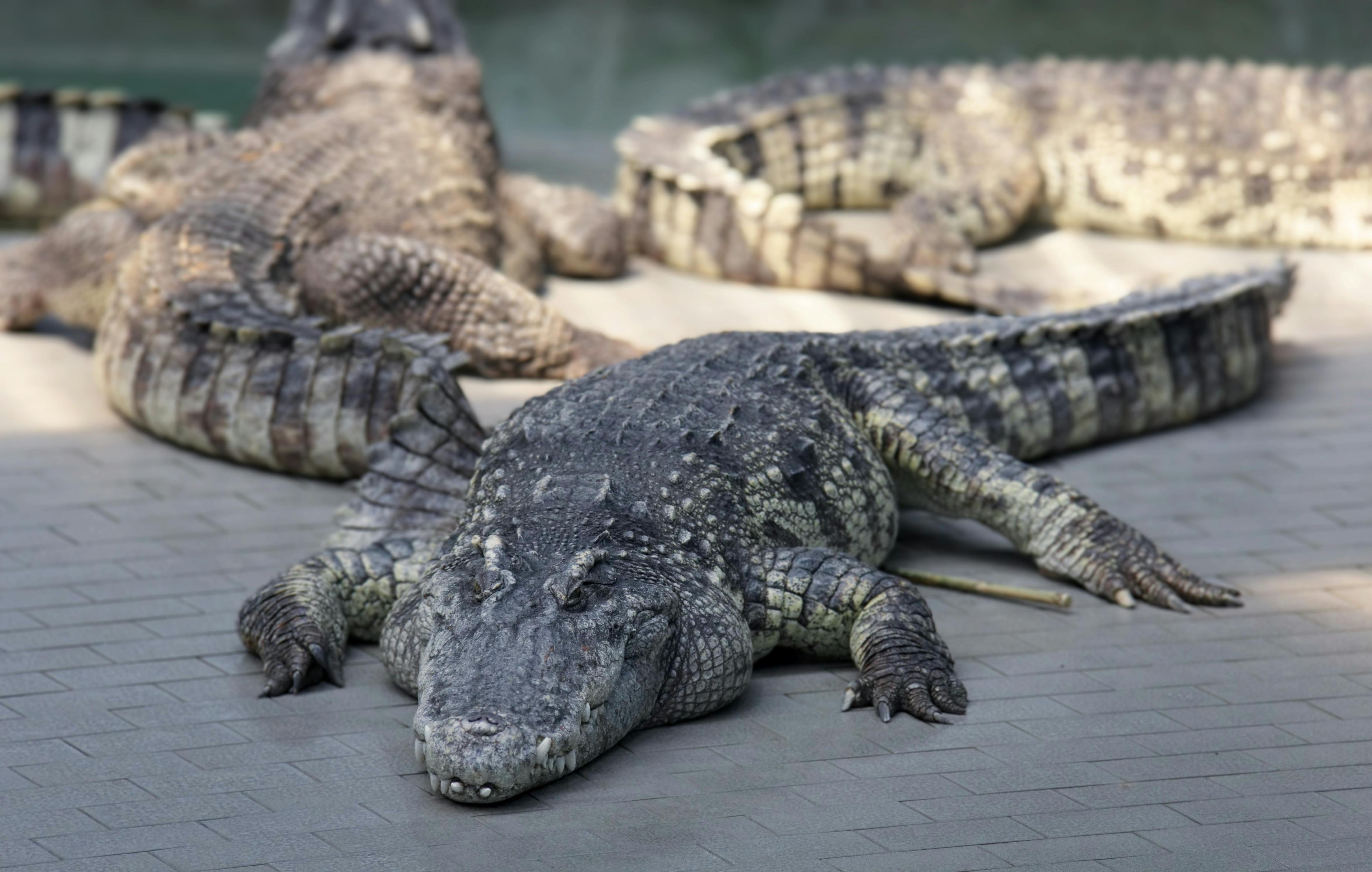 Dubai Crocodile park